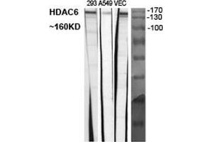 Western Blot (WB) analysis of specific cells using Histone deacetylase 6 Polyclonal Antibody. (HDAC6 抗体  (C-Term))