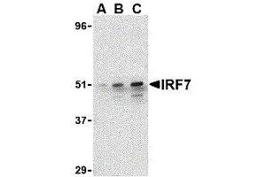 Western Blotting (WB) image for anti-Interferon Regulatory Factor 7 (IRF7) (C-Term) antibody (ABIN2475147) (IRF7 抗体  (C-Term))