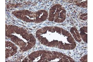 Image no. 5 for anti-CNDP Dipeptidase 2 (Metallopeptidase M20 Family) (CNDP2) antibody (ABIN1497548) (CNDP2 抗体)