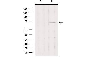 Western blot analysis of extracts from Hela, using PRKCI Antibody. (PKC iota 抗体  (Internal Region))