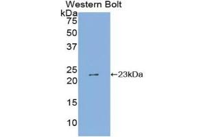 Detection of Recombinant SHISA4, Human using Polyclonal Antibody to Shisa Homolog 4 (SHISA4) (SHISA4 抗体  (AA 28-197))