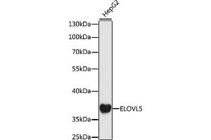 Western blot analysis of extracts of HepG2 cells, using ELOVL5 antibody (ABIN7266928) at 1:1000 dilution. (ELOVL5 抗体  (AA 247-326))