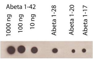 Dot Blot (DB) image for anti-Amyloid beta 1-42 (Abeta 1-42) antibody (ABIN334635) (Abeta 1-42 抗体)