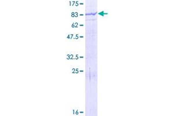MGAT4B Protein (AA 1-563) (GST tag)
