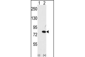 Western blot analysis of NUB1 (arrow) using NYREN18 Antibody (C-term) (ABIN389079 and ABIN2839277). (NUB1 抗体  (C-Term))
