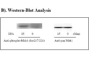 Image no. 2 for Mitogen-Activated Protein Kinase Kinase 1 (MAP2K1) ELISA Kit (ABIN1981802) (MEK1 ELISA 试剂盒)