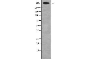 Western blot analysis of TNXB using A549 whole cell lysates (TNXB 抗体  (Internal Region))