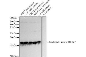 Western Blotting (WB) image for anti-Histone 3 (H3) (H3K27me) antibody (ABIN6219521)