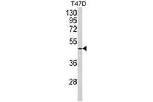 Western blot analysis of NCF1C Antibody (C-term) in T47D cell line lysates (35ug/lane). (NCF1C 抗体  (C-Term))