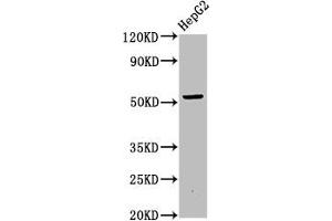 Western Blot Positive WB detected in: HepG2 whole cell lysate All lanes: OTUD5 antibody at 6. (OTUD5 抗体  (AA 51-183))