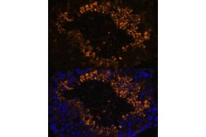 Immunofluorescence analysis of mouse testis using OXCT2 antibody (ABIN7265333) at dilution of 1:100. (OXCT2 抗体  (AA 430-510))