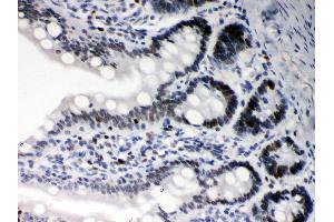 Anti- DAXX Picoband antibody,IHC(P) IHC(P): Rat Intestine Tissue (DAXX 抗体  (AA 56-345))