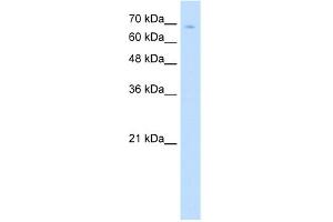 WB Suggested Anti-TCF25 Antibody Titration:  5. (TCF25 抗体  (N-Term))