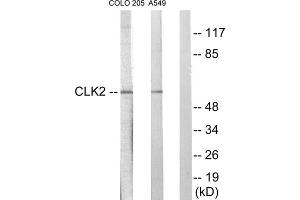 Western blot analysis of extracts from COLO205 cells and A549 cells, using CLK2 antibody. (CLK2 抗体  (N-Term))
