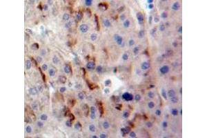 IHC-P analysis of Liver tissue, with DAB staining. (DLK1 抗体  (AA 24-175))