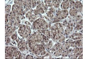 Image no. 1 for anti-OTU Domain, Ubiquitin Aldehyde Binding 1 (OTUB1) antibody (ABIN1499932) (OTUB1 抗体)