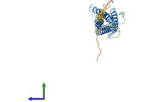 Protein Structure (PS) image for Claudin 2 (CLDN2) (AA 1-230) protein (His tag) (ABIN7546559)
