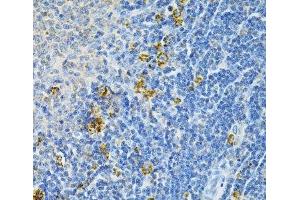 Immunohistochemistry of paraffin-embedded Rat spleen using GLRX Polyclonal Antibody at dilution of 1:200 (40x lens). (Glutaredoxin 1 抗体)