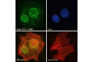 ABIN334504 Immunofluorescence analysis of paraformaldehyde fixed HepG2 cells, permeabilized with 0. (HNF1A 抗体  (Internal Region))
