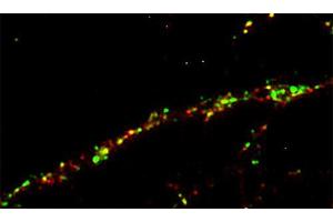 Immunostaining of a rat hippocampus neuron with anti-GRIP (dilution 1 : 100; red) and anti-synapsin 1 (cat. (GRIP1 抗体  (AA 662-769))