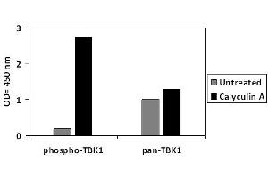 HeLa cells were treated or untreated with Calyculin A. (TBK1 ELISA 试剂盒)