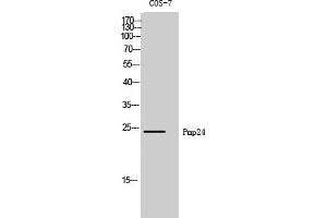 Western Blot analysis of COS-7 cells using Pmp24 Polyclonal Antibody. (PXMP4 抗体  (AA 10-90))