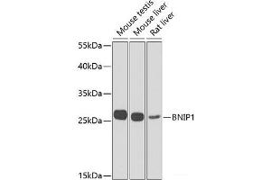 Western blot analysis of extracts of various cell lines using BNIP1 Polyclonal Antibody at dilution of 1:1000.