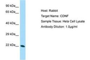 Image no. 1 for anti-Cerebral Dopamine Neurotrophic Factor (CDNF) (AA 52-101) antibody (ABIN6749997) (CDNF 抗体  (AA 52-101))