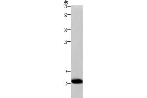 Western Blotting (WB) image for anti-Cytochrome C Oxidase Subunit VIb Polypeptide 1 (Ubiquitous) (COX6B1) antibody (ABIN2421043) (COX6B1 抗体)