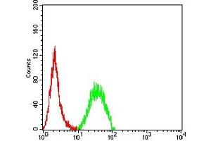 Flow cytometric analysis of Hela cells using SETD2 mouse mAb (green) and negative control (red). (SETD2 抗体  (AA 2054-2245))