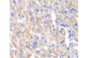 Immunohistochemistry of paraffin-embedded Mouse heart using CREB3 Polyclonal Antibody at dilution of 1:100 (40x lens). (CREB3 抗体)