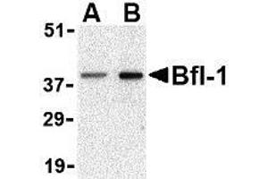 Western blot analysis of Bfl-1 in mouse kidney tissue lysate with AP30143PU-N Bfl-1 antibody at (A) 1 and (B) 2 μg/ml. (BCL2A1 抗体  (N-Term))