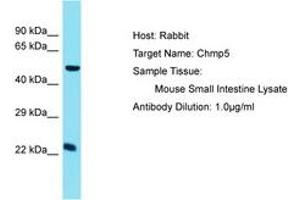 Image no. 1 for anti-Charged Multivesicular Body Protein 5 (CHMP5) (C-Term) antibody (ABIN6750519) (CHMP5 抗体  (C-Term))