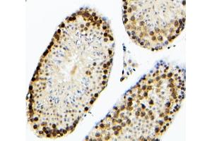 IHC analysis of SOX15 using anti-SOX15 antibody (ABIN6719624). (SOX15 抗体  (AA 1-233))