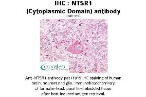 Image no. 1 for anti-Neurotensin Receptor 1 (High Affinity) (NTSR1) (3rd Cytoplasmic Domain) antibody (ABIN1737565) (NTSR1 抗体  (3rd Cytoplasmic Domain))