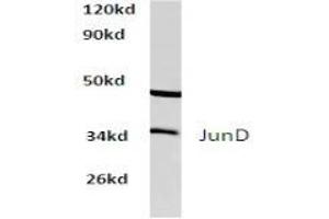 Image no. 1 for anti-Jun D Proto-Oncogene (JUND) antibody (ABIN265491) (JunD 抗体)
