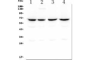 Western blot analysis of CLPX using anti ZO-1 antibody (ABIN7601368).