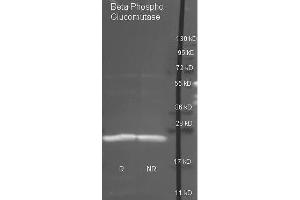 Goat anti antibody  was used to detect purified Beta Phospho Glucomutase under reducing (R) and non-reducing (NR) conditions. (Beta-Phosphoglucomutase 抗体)