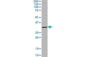 QPRT MaxPab polyclonal antibody. (QPRT 抗体  (AA 1-297))