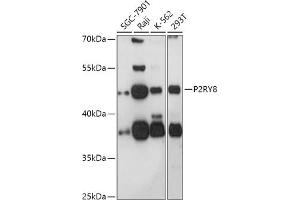 Western blot analysis of extracts of various cell lines, using P2RY8 antibody (ABIN7269753) at 1:1000 dilution.