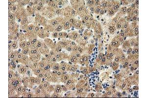 Image no. 10 for anti-Catalase (CAT) antibody (ABIN1497109)