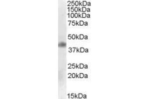 Western Blotting (WB) image for anti-Meis Homeobox 1 (MEIS1) (Internal Region) antibody (ABIN2466616) (MEIS1 抗体  (Internal Region))
