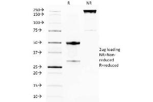 SDS-PAGE Analysis Purified GITR Mouse Monoclonal Antibody (DTA-1). (TNFRSF18 抗体)