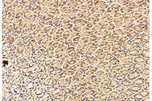 ABIN6254894 and ABIN6276310 at 1/100 staining Rat stomach tissue by IHC-P. (SIRT1 抗体  (C-Term))