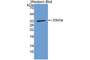 Western Blotting (WB) image for anti-Growth Associated Protein 43 (GAP43) (AA 1-274) antibody (ABIN1868109) (GAP43 抗体  (AA 1-274))