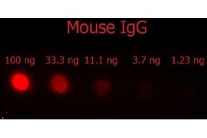 Dot Blot of F(ab')2 Donkey Anti-Mouse IgG Antibody Phycoerythrin conjugated Min X Bv Ch Gt GP Ham Hs Hu Rb Rt & Sh Serum Proteins. (驴 anti-小鼠 IgG (Heavy & Light Chain) Antibody (PE) - Preadsorbed)