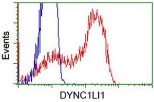 HEK293T cells transfected with either RC222010 overexpress plasmid (Red) or empty vector control plasmid (Blue) were immunostained by anti-DYNC1LI1 antibody (ABIN2452971), and then analyzed by flow cytometry. (DYNC1LI1 抗体)