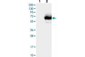 Western blot analysis of Lane 1: Negative control (vector only transfected HEK293T lysate), Lane 2: Over-expression Lysate (Co-expressed with a C-terminal myc-DDK tag (~3. (TCP11L1 抗体)