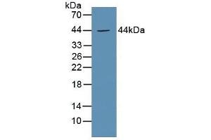 Detection of EP3 in Mouse Kidney Tissue using Polyclonal Antibody to Prostaglandin E Receptor 3 (EP3) (PTGER3 抗体  (AA 217-390))