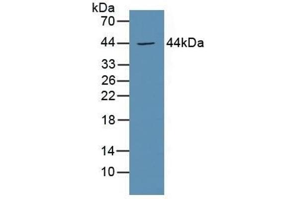 PTGER3 抗体  (AA 217-390)